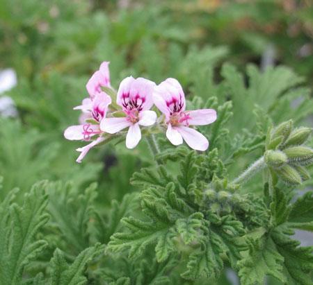 Citronella (Anti-Mosquito Plant) – shethinx45654.com